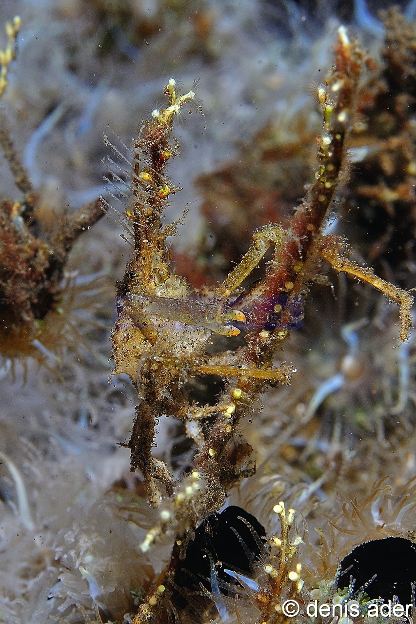 Hyastenus bispinosus-Komodo Bontoh-9m-20160803nuit-Denis-ADER-DSC_9553_tn.jpg